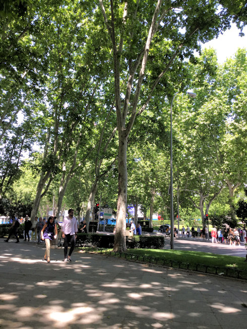 Madrid park photograph